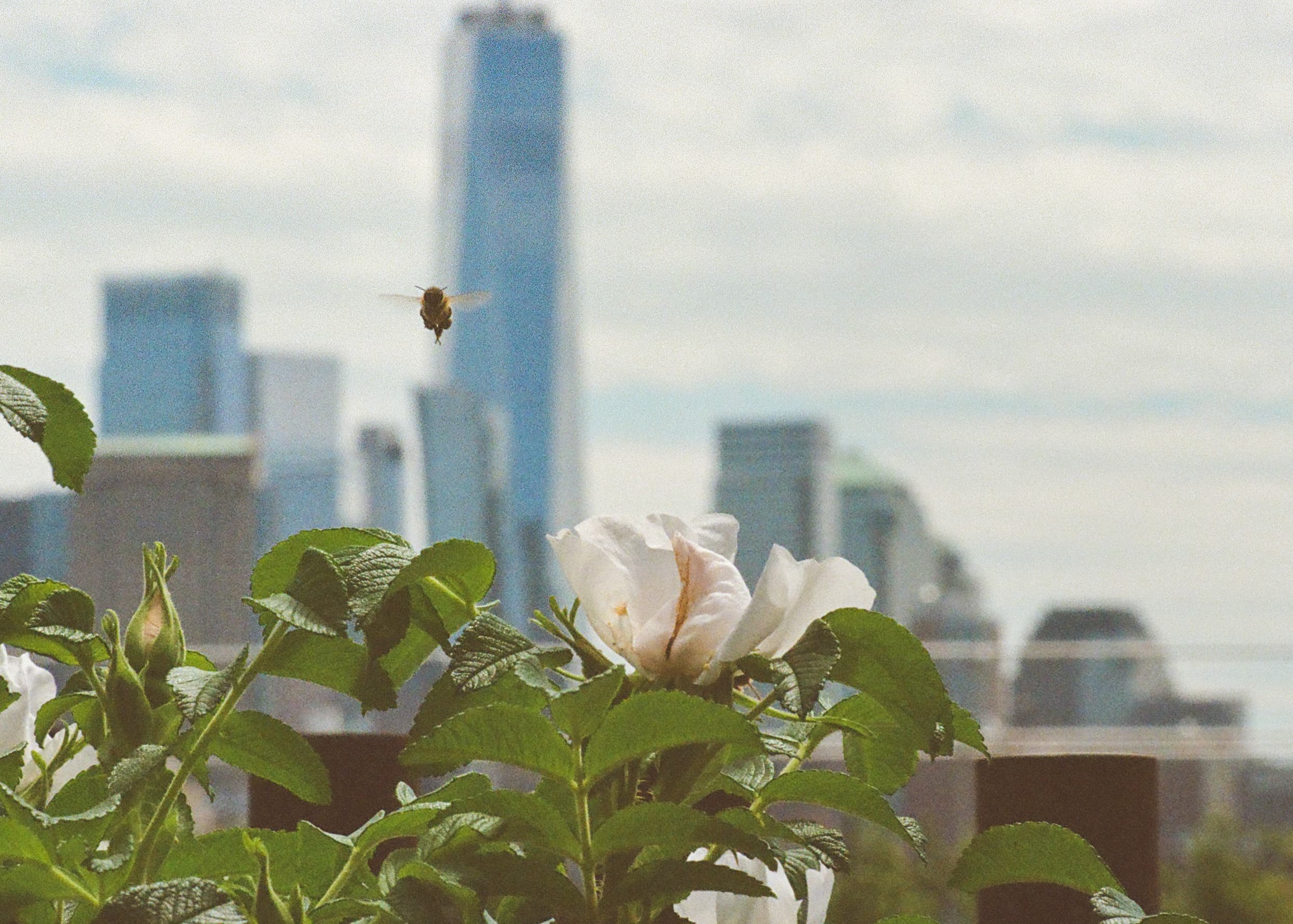 One World Bee